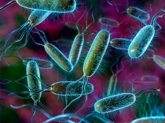 E. coli en la orina de un niño