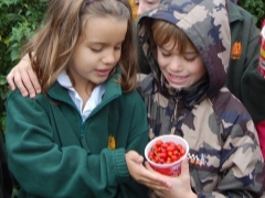 È possibile dare dogrose ai bambini?