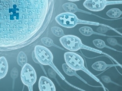 What is sperm morphology, what standards exist and how to improve performance?