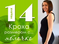 14 week of pregnancy: what happens to the fetus and the expectant mother?