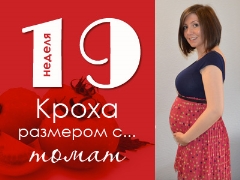 19 week of pregnancy: what happens to the fetus and the expectant mother?