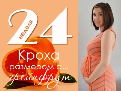 24 week of pregnancy: what happens to the fetus and the expectant mother?