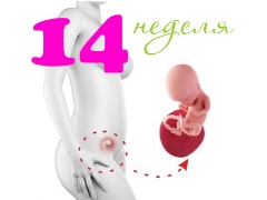 Fetal development in the 14th week of pregnancy