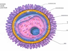 Tutto sulle uova: caratteristiche strutturali, funzioni, qualità e quantità