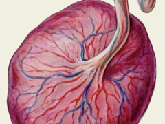 ¿Qué significa la segunda etapa de madurez de la placenta y qué semana es normal para el embarazo?