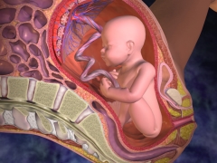 Che aspetto ha la placenta e dove è attaccata?