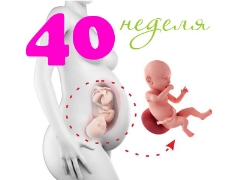 Fetus at 40 weeks gestation: norms and characteristics