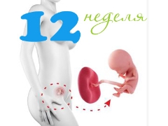 Fetal development in the 12th week of pregnancy