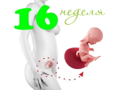 Fetal development in the 16th week of pregnancy