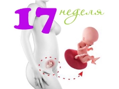 Desarrollo fetal en la semana 17 de gestación.