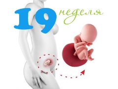 Desarrollo fetal en la semana 19 de gestación.