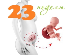 Desarrollo fetal a las 23 semanas de gestación.