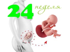 Desarrollo fetal en la semana 24 de gestación.