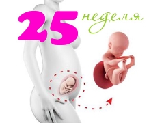 Fetal development in the 25th week of pregnancy