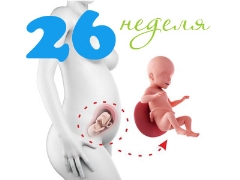 Desarrollo fetal en la semana 26 de gestación.