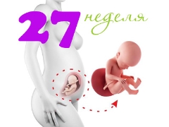 Fetal development in the 27th week of pregnancy