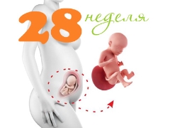 Fetal development in the 28th week of pregnancy