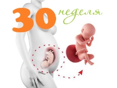 Fetal development at 30 weeks gestation