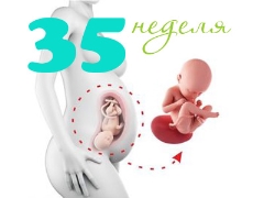 Desarrollo fetal en la semana 35 de gestación.