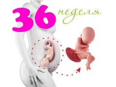 Desarrollo fetal a las 36 semanas de gestación.