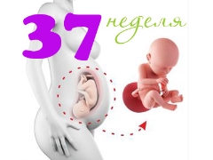 Sviluppo fetale a 37 settimane di gestazione