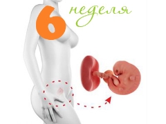 Desarrollo fetal a las 6 semanas de gestación.