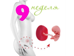 Desarrollo fetal en la novena semana de gestación.