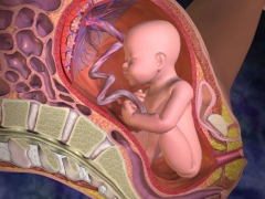 Cosa significa la prima fase della maturità della placenta e quale settimana è normale per la gravidanza?