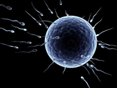 What does a fertilized egg look like and what size should it be normal?