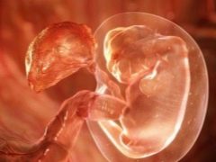 Tekenen en kenmerken van embryo-implantatie