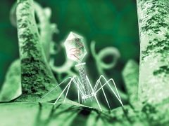 Why use bacteriophages in the treatment of children and what is the instruction on their use?