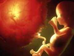 Qual è la placenta? Quali sono le sue funzioni e come appaiono?