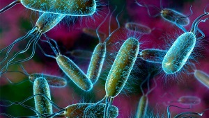 E. coli in de urine van een kind