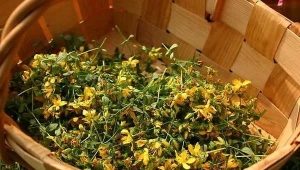 St. John's Wort para niños