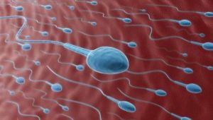 What is pyospermia and how does it affect conception?