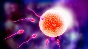 All about conceiving a child: what happens in a woman's body and how does an egg cell fertilize?