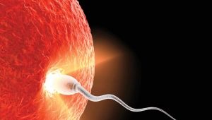 The best time for conception with a positive test for ovulation