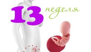 Fetal development in the 13th week of pregnancy