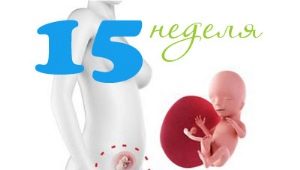 Desarrollo fetal en la semana 15 de gestación.