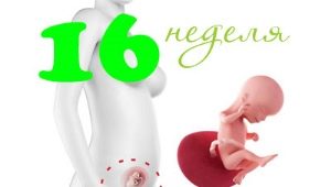 Fetal development in the 16th week of pregnancy