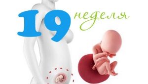 Fetal development in the 19th week of pregnancy