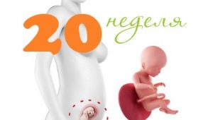 Fetal development in the 20th week of pregnancy