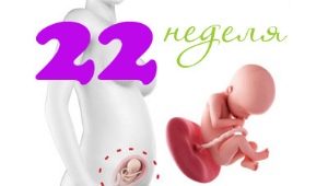 Fetal development at 22 weeks gestation