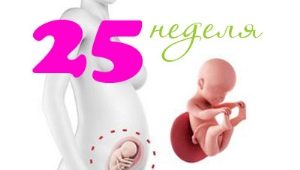 Fetal development in the 25th week of pregnancy