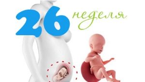 Desarrollo fetal en la semana 26 de gestación.