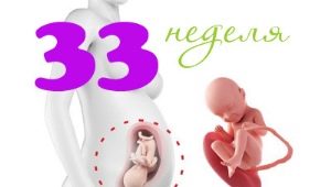 Fetal development at 33 weeks gestation