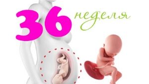 Desarrollo fetal a las 36 semanas de gestación.