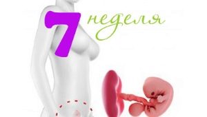 Fetal development in the 7th week of pregnancy