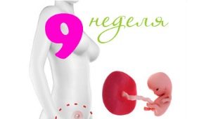 Fetal development in the 9th week of pregnancy