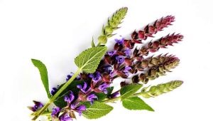 Does sage help with fertility and how to take it?